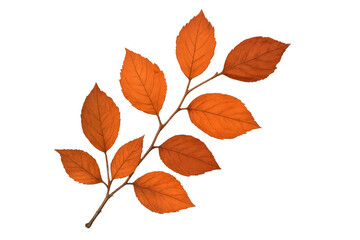 Naklejka premium Autumn branch with orange fall foliage isolated on transparent background illustrating seasonal change