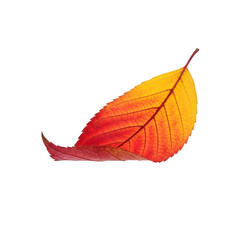 Falling autumn leaf, perfect for seasonal design, nature art, motion concept, or digital composition. Isolated on white or transparent background. PNG format.