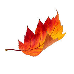 Falling autumn leaf, perfect for seasonal design, nature art, motion concept, or digital composition. Isolated on white or transparent background. PNG format.