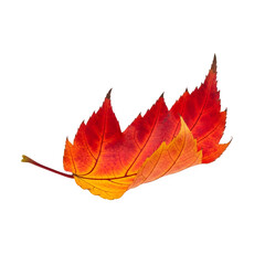 Falling autumn leaf, perfect for seasonal design, nature art, motion concept, or digital composition. Isolated on white or transparent background. PNG format.