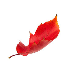 Falling autumn leaf, perfect for seasonal design, nature art, motion concept, or digital composition. Isolated on white or transparent background. PNG format.