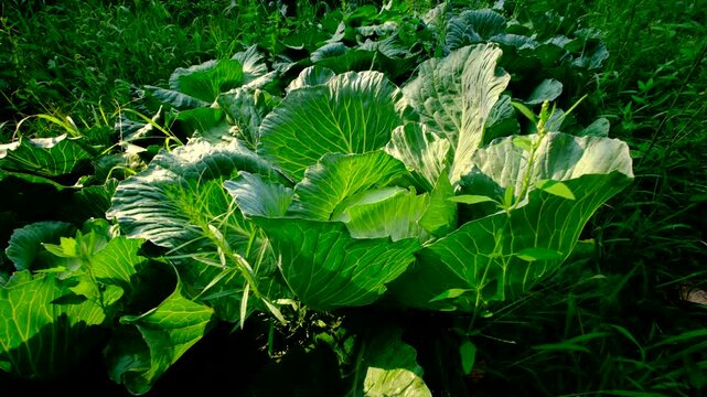 Close up of white cabbage and its head ready to be harvested and moving camera away revealing more plants growing in garden beds