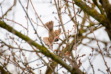 Bird in fast Flight