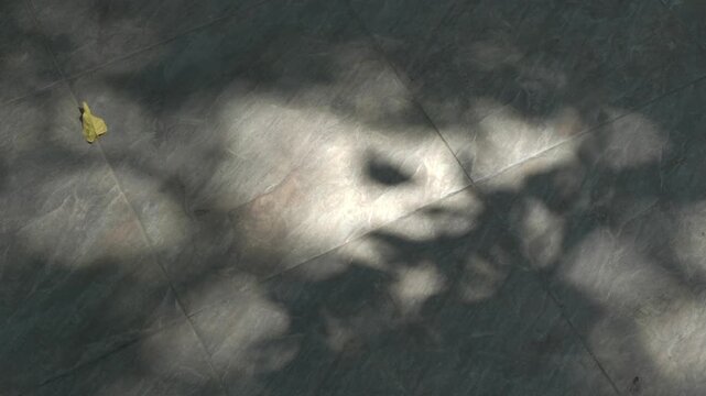 Dark, moody, mysterious abstract background with soft focus leaf shadow on floor. Eerie dappled light creates dramatic, tranquil vision and supernatural blurred texture