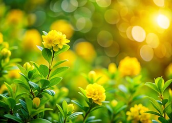 Vibrant yellow flowers in soft sunlight with beautiful bokeh background and green leaves