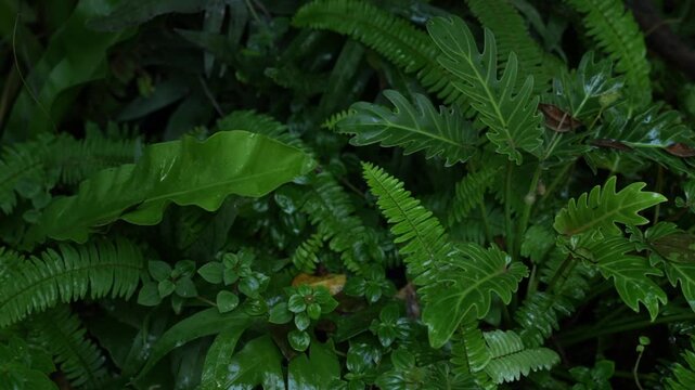 Lush green fern plant background in dark forest. Close up of wet leaf and foliage in jungle after rain, serene nature with tranquil water drop texture