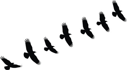 Bird flight silhouette set, black vector illustration, wingbeat motion sequence, flying bird shapes, nature movement, avian anatomy, wildlife graphic design