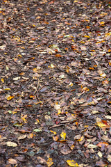地面を覆い尽くす落ち葉
