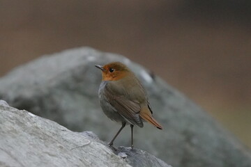 石の上に止まるコマドリ