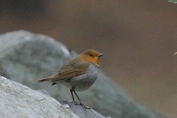 石の上に止まるコマドリ
