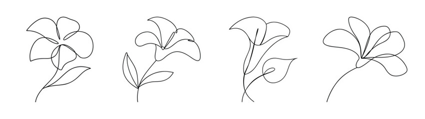 Delicate mandevilla flower sketches in four artistic line drawing compositions
