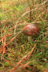 small butter mushroom on a white leg with a slippery brown cap among yellow-green grass in the forest in autumn, background with butter mushroom, butter mushroom, edible tasty butter mushroom