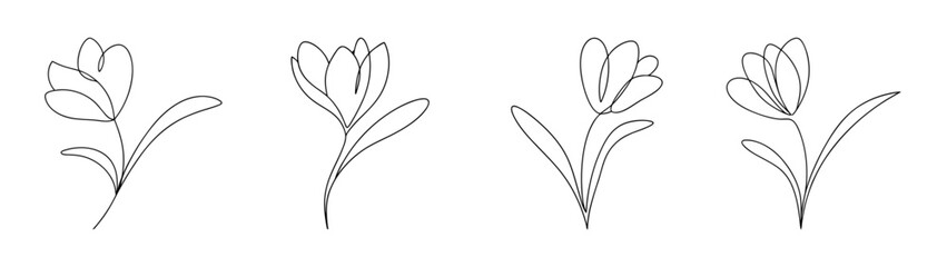 Delicate crocus flower pencil sketch line art design abstract floral element
