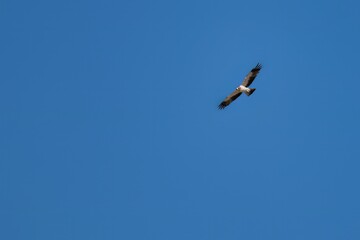 Booted eagle flying high in a deep blue sky