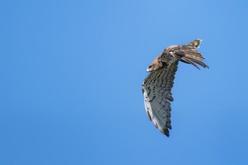Short-toed eagle in full flight, against a blue sky.