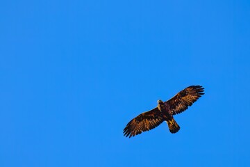 Golden eagle soaring with wings fully extended in blue sky