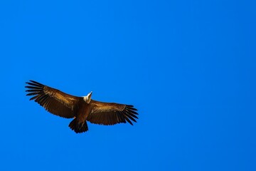 Griffon vulture soaring with wings fully spread in clear sky