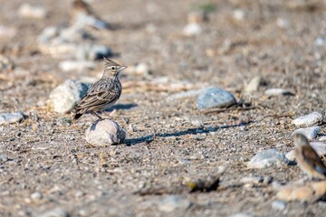 Crested lark standing on rocky ground in natural sunlight