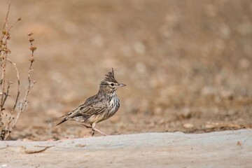 Crested lark standing on dry ground with scattered twigs and stems