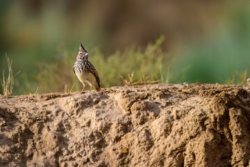 Crested lark standing on dry ground with scattered twigs and stems
