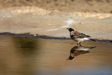 Male black-eared wheatear standing by the edge of a reflective water pool
