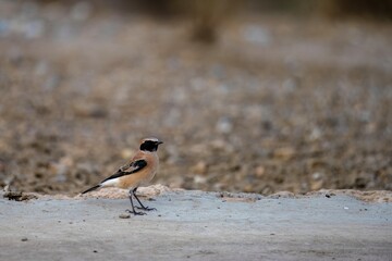 Male black-eared wheatear standing alert on dry ground under sunlight