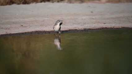Subalpine warbler standing at water's edge with partial reflection