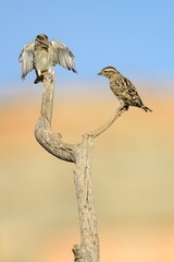 Rock sparrow perched on a lichen-covered branch with soft earthy background