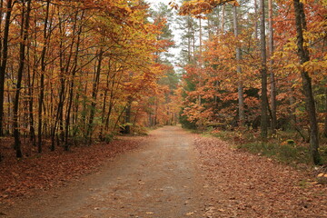 wide road through an oak forest, oak trees with orange leaves in autumn, beautiful landscape with oak trees in autumn, autumn in the forest, road to the forest in autumn, October painted oak trees, oa