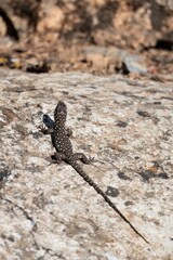 Young Betic lizard Timon nevadensis basking on rocky surface