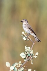 Spotted flycatcher (Muscicapa striata) perched on a dry branch in natural light