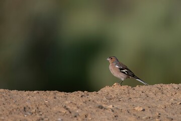 Common chaffinch (Fringilla coelebs) foraging on dry ground in natural habitat