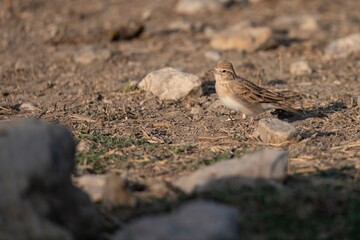 Short-toed lark standing on rocky dry ground with natural soft light