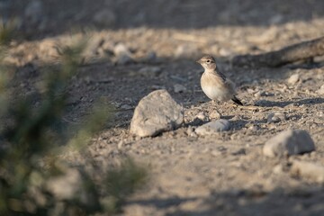 Short-toed lark standing on rocky dry ground with natural soft light