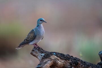 European turtle dove walking on bare soil with natural soft background