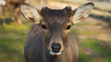 The image shows  free-roaming sacred deers in Japanese city Nara.