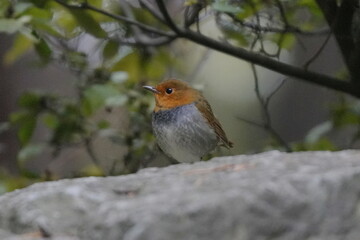 岩に止まるコマドリ