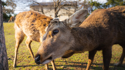 The image shows  free-roaming sacred deers in Japanese city Nara.
