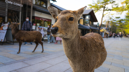 The image shows  free-roaming sacred deers in Japanese city Nara.