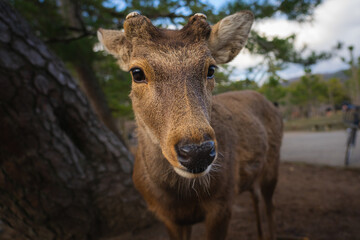 The image shows  free-roaming sacred deers in Japanese city Nara.