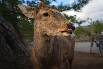 The image shows  free-roaming sacred deers in Japanese city Nara.