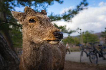 The image shows  free-roaming sacred deers in Japanese city Nara.