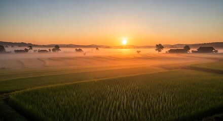 Obraz premium Sunrise Over Foggy Rice Fields With Rural Village Scenery