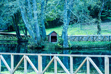 Forest Lake with Wooden Railings and Reflections
