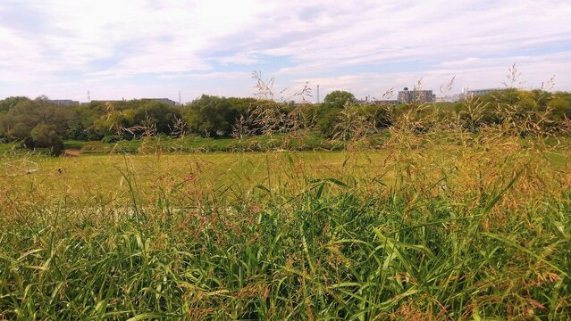 土手に生えるセイバンモロコシ越しに見る秋の江戸川河川敷風景