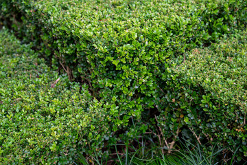 Trimmed Boxwood Hedge – Lush Green Garden Geometry