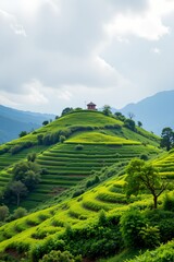 A lush, green hillside landscape posed of terraced fields that cascade down the slope, The terraces are vividly green, likely cultivated with crops or tea plants, creating a layered