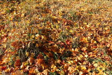 yellow, orange and red leaves on green grass, different colors of autumn on the ground, autumn on the grass, leaves on the background, autumn leaves on the screensaver