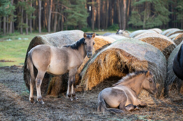 A Polish horse grazing in a forest in a herd. Selective focus.
