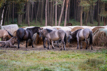 A Polish horse grazing in a forest in a herd. Selective focus.